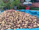 Лучшие сорта картофеля с высоким урожаем — до 15 клубней по 200 г: идеальны для пюре и фри