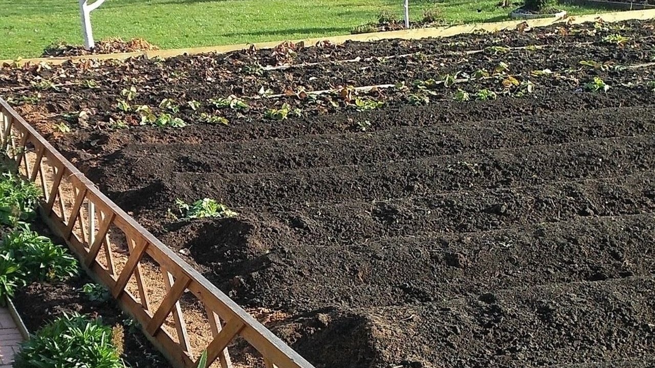 Главная картинка новости: Не сажаю озимый чеснок, пока не посмотрю на березу: «подскажет» лучший день для посадки без ошибок — примета, проверенная годами