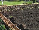 3 горсти на первую мерзлую землю - всю зиму грядки дышат, весной почва, как облачко