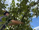 Я ухаживаю за яблонями так в октябре — и плодов в следующем сезоне как звёзд на небе