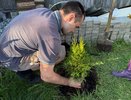 Соседи посадили сосны, а я выбрала самшиты — прошло 5 месяцев и вот результат