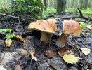 Гриб валуй берёт не каждый грибник: почему так и стоит ли их вообще собирать