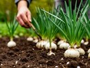 Вычисляю время для посадки озимого чеснока в 2 шага: простой рабочий метод - больше не жду милости от природы