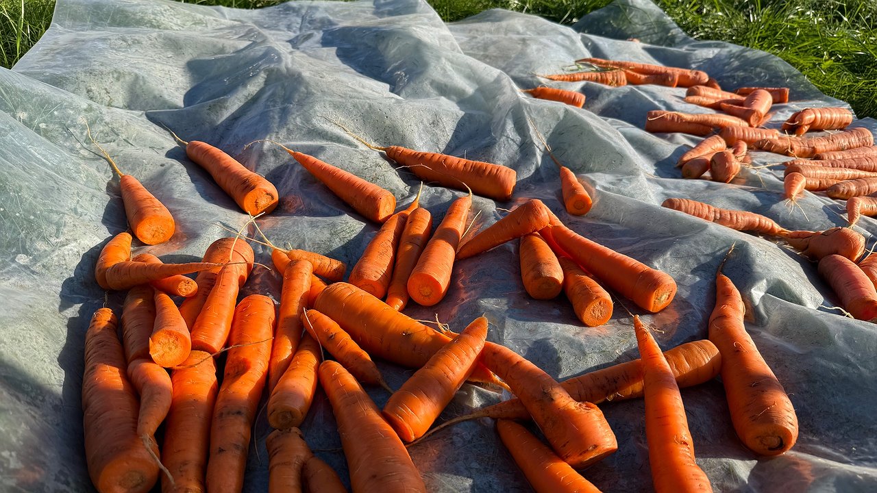 Главная картинка новости: Храню морковь всю зиму по совету бабушки из деревни: свежая и сочная 8 месяцев без погреба