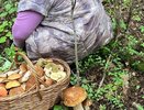 Все обходят его стороной, но я собираю корзинами: этот гриб — самый вкусный и недооцененный осенний деликатес