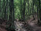 Услышали этот звук в лесу? Немедленно уходите, пока не стало поздно