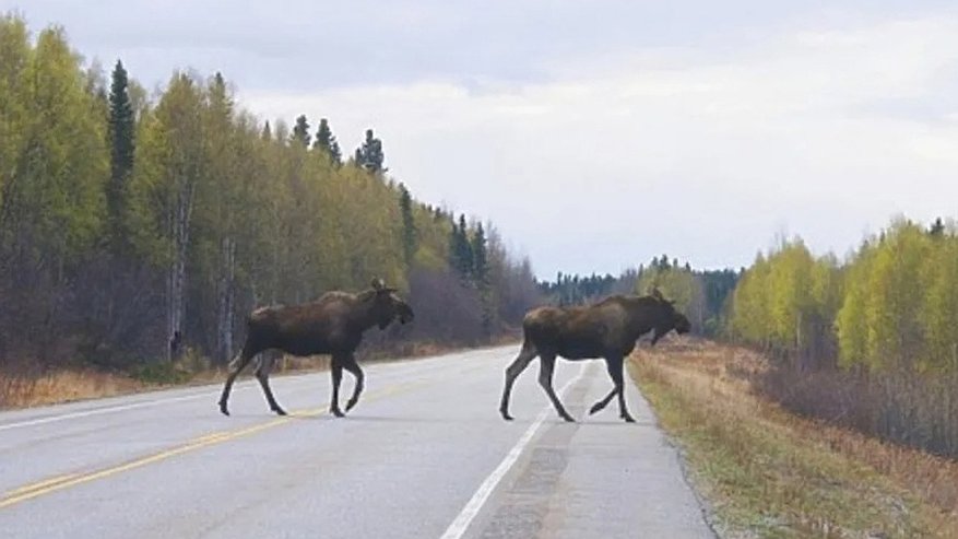Главная картинка новости: Кировчанин пойдет под суд за убийство лося