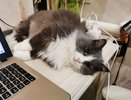 Какие знаки подают кошки перед приходом в дом большой беды - ох, если бы я знала это раньше