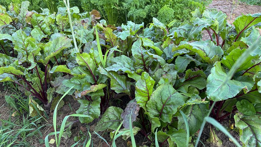 Главная картинка новости: Храню свежую свеклу в обычных пакетах с осени — до мая корнеплоды остаются как с грядки