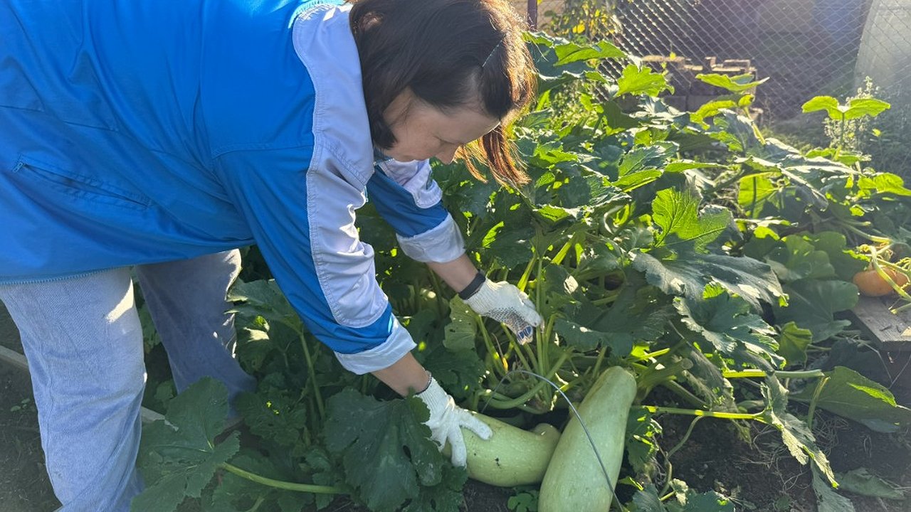 Главная картинка новости: Все умные огородники отказались от этих 7 культур - и ни разу не пожалели: с ними только хлопоты - да и урожай хиленький