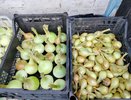 7 лет сажаю озимый лук по этой схеме — стрелок нет, урожай в 2 раза больше, луковицы не гниют