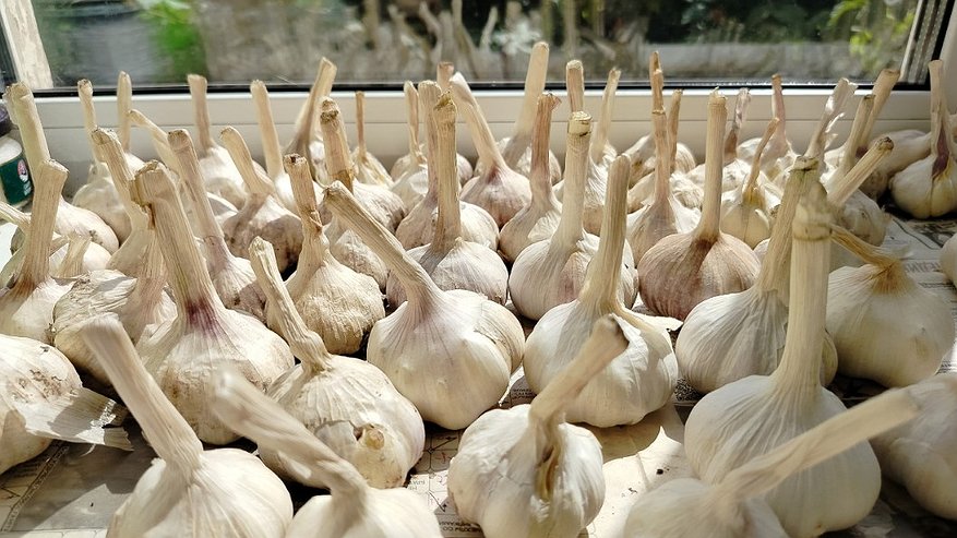 Главная картинка новости: Храню чеснок целый год - не сохнет и прорастает, о гнили тоже забыла: раскрыла секрет