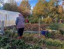 От проволочника помог избавиться один порошок – просто разбросал его по участку в начале октября