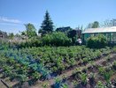 Копеечный порошок рассыпаю осенью на весь участок - томаты, перцы и картошка прут как на дрожжах