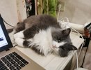 Кошки защищают ваш сон: что делают кошки, когда вы спите (факты, от которых мурашки по коже)