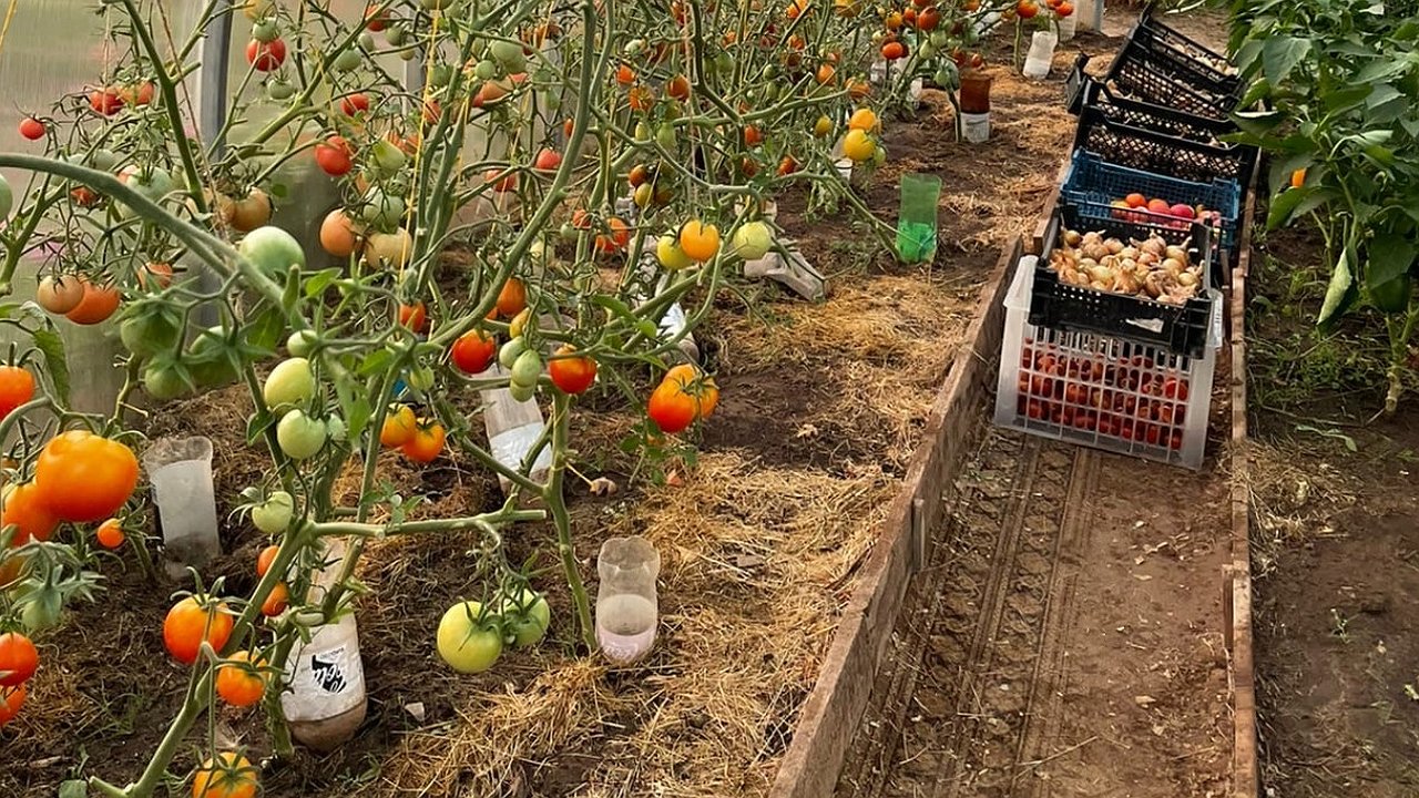 Главная картинка новости: Огородники сметают с полок эти 4 сорта помидоров: с 1 м2 собирают урожай в 120-130 кг - буду сажать только их