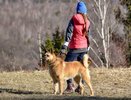 В Кирове утвердили 18 мест, где можно выгуливать домашних животных