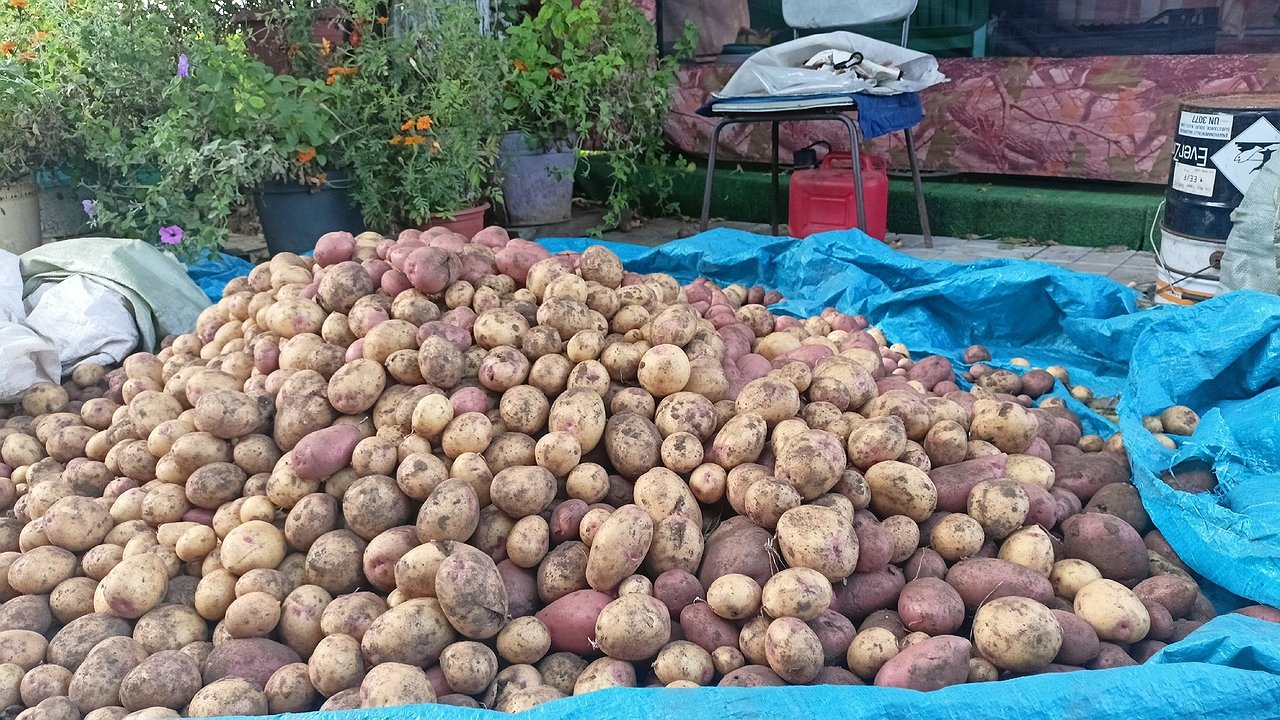 Главная картинка новости: Спасибо, но нет: сорта картофеля, которые больше никогда не посажу на своём участке