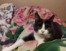 Почему кошка сама приходит в чужой дом. Что означает цвет шерсти бродячего животного