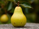 До 15 октября в питомник - обязательно: ушлые садоводы назвали урожайные груши - сладкие и сочные