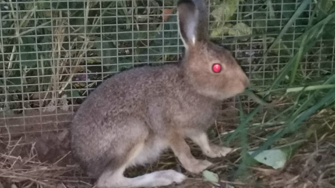 Главная картинка новости: В кировском центре «Большое гнездо» в 2025 году спасли семерых зайчат