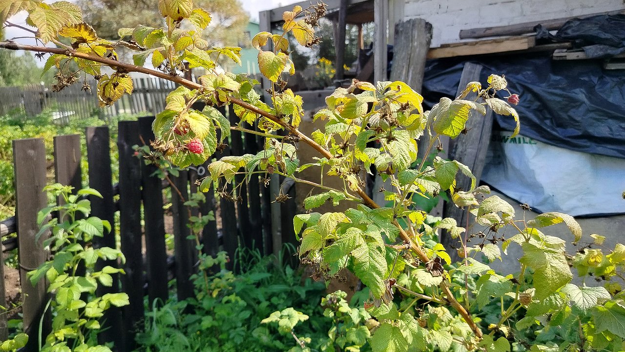 Главная картинка новости: Я тоже так обрезала малину, пока агроном не открыл мне глаза: 2 ошибки забирают половину урожая, а мы думаем — это норма