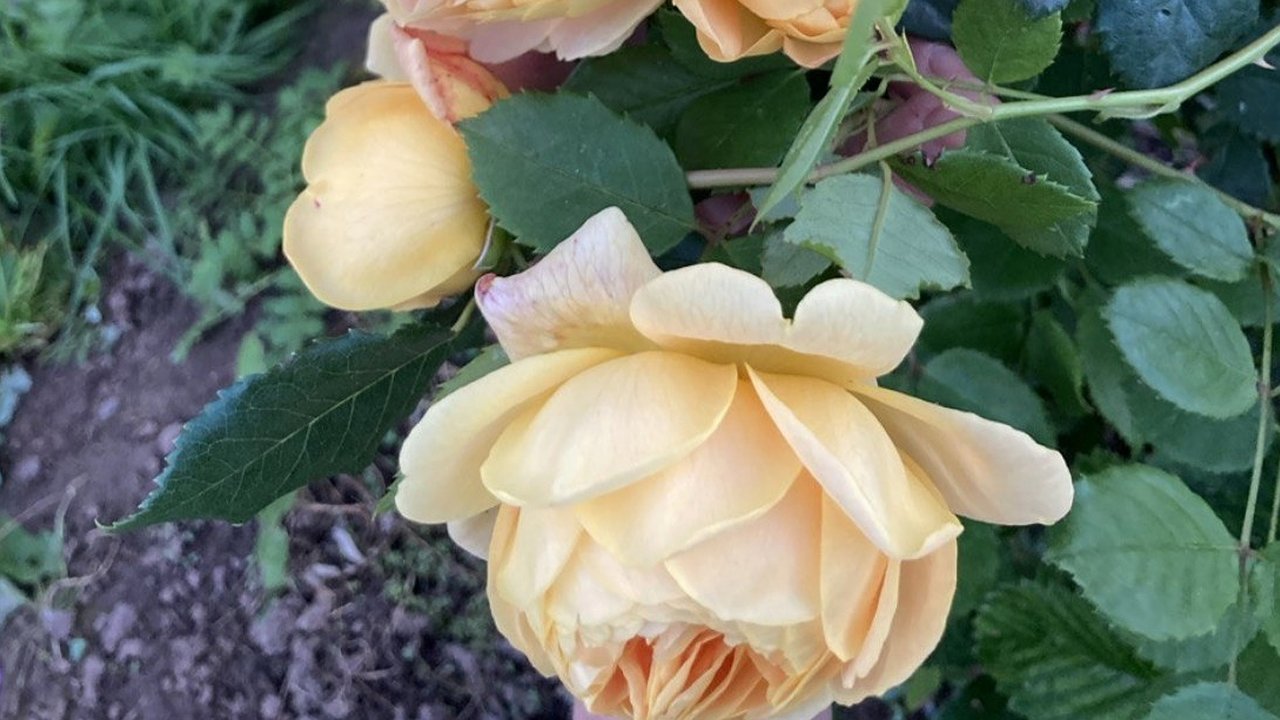 Главная картинка новости: Укрываю розы в октябре проверенными способами: за 3 года не потеряла ни одного кустика: садовый лайфхак