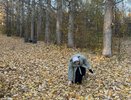 Убирать ли опавшую листву в саду: главное, что нужно знать раз и навсегда
