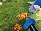 Храню морковь всю зиму по совету бабушки из деревни: свежая и сочная 8 месяцев без погреба