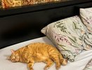 Почему кошка мнёт вас лапками: удивительные факты о самой очаровательной привычке пушистых друзей