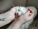 Любите целовать свою кошку? Учёные рассказали, как питомец воспринимает ваши ласки