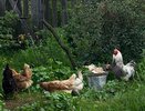 Самые "выгодные" птицы в деревне уже не куры: почему селяне и дачники резко поменяли интересы