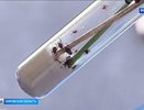 Кировский Роспотребнадзор подвел итоги сезона клещей и призвал всех вакцинироваться