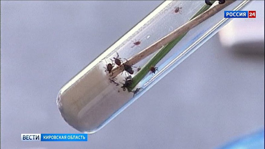 Главная картинка новости: Кировский Роспотребнадзор подвел итоги сезона клещей и призвал всех вакцинироваться