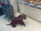 Любят своих хозяев до беспамятства: 4 породы собак, которые будут с вами везде