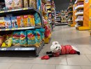 Топ-3 самых чистоплотных пород собак для содержания в квартире: никакой испорченной мебели и неприятного запаха