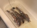 Любую рыбу чищу руками, без ножа и кипятка: кухня всегда остается чистой - испанский метод, который реально работает
