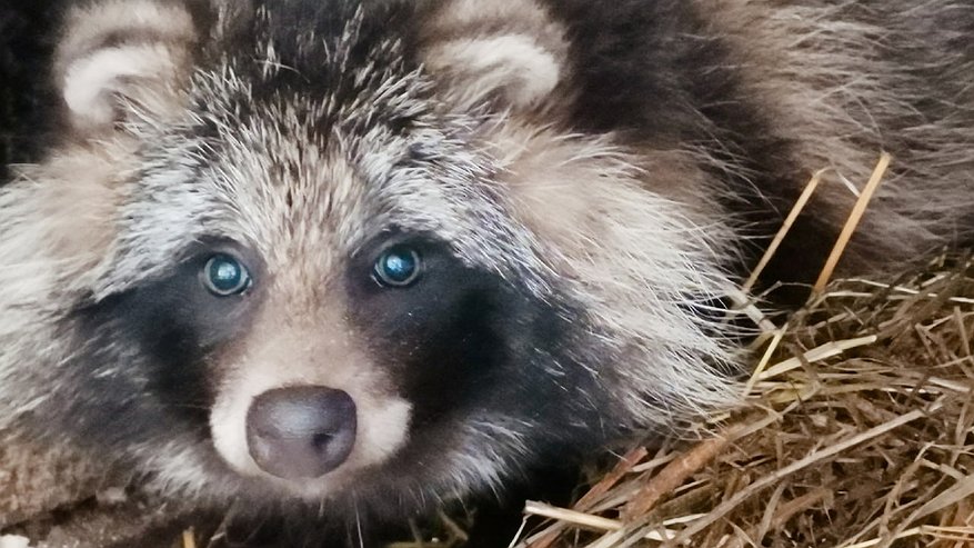 Главная картинка новости: В Кирове щенок енотовидной собаки восстановился благодаря помощи волонтеров «Большого гнезда»