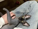 Какие самые желанные породы кошек в России: 9 кошек, за которыми охотятся все заводчики и семьи – почему