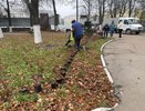 В сквере на Театральной площади Кирова высаживают туи и кусты кизильника