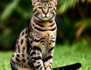 Кошка по цене иномарки: за что просят 1,3 миллиона рублей