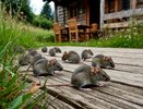 Мышиный террор под контролем: 5 способов быстро и эффективно избавиться от грызунов