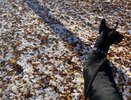 Они дарят море любви — но живут недолго: 10 собак, которые слишком быстро покидают нас