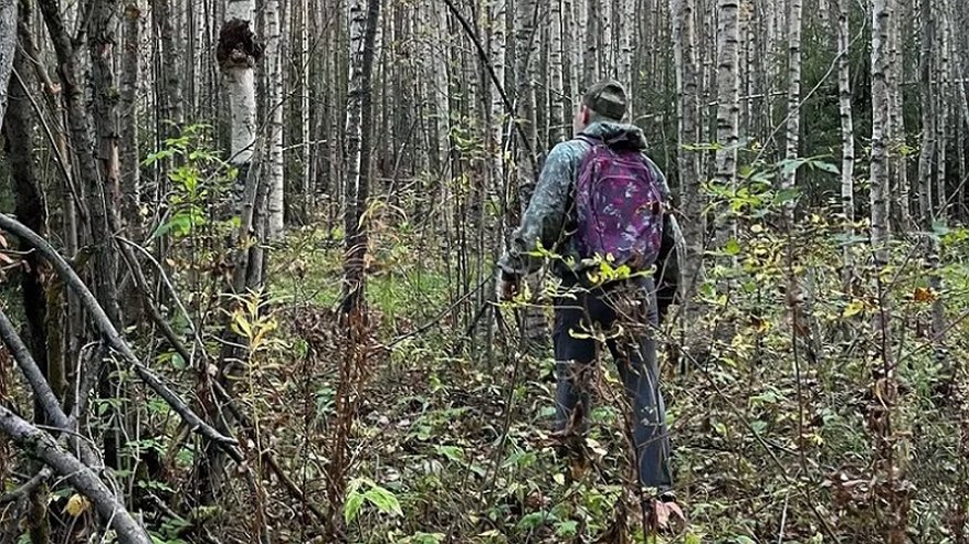 Главная картинка новости: В Кировской области от рук браконьеров погибли шесть лосей за месяц