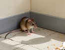 Без греха и яда: 7 хитрых способов выгнать мышей и крыс из дома по-человечески