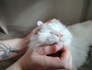Как определить возраст кошки всего за пять минут: советы опытного ветеринара