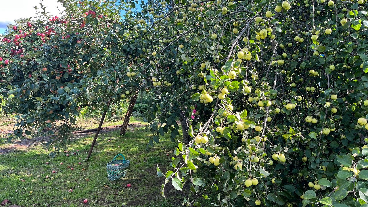 Главная картинка новости: Обматываю стволы в ноябре 3 способами: мороз и мыши больше не губят мои яблони — на коре ни царапины