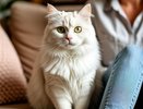 Признаки того, что кошка готовится навсегда попрощаться с хозяином