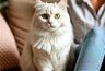 Миниатюра новости: Признаки того, что кошка готовится навсегда попрощаться с хозяином