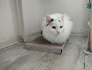 Почему стоит радоваться, когда кошка при встрече вас спешит точить когти